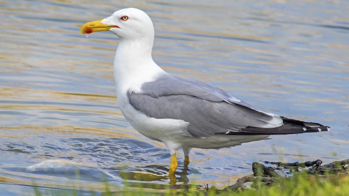 Australie : quand 100 mouettes perturbent un match à Melbourne