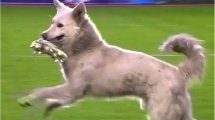 Vidéo : quand un chien vole une chaussure et interrompt un match en Bolivie