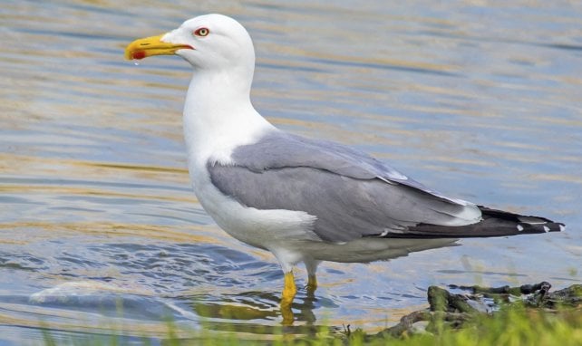 Australie : quand 100 mouettes perturbent un match à Melbourne